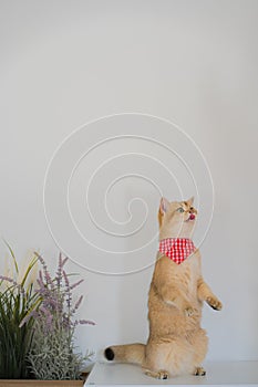 pet care with british cat stand and happy in cat house with white background