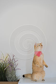 pet care with british cat stand and happy in cat house with white background