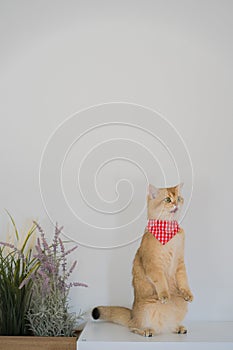 pet care with british cat stand and happy in cat house with white background