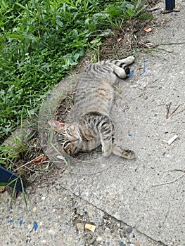 Pet care cat on floor