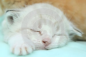 Pet Care Concept. Cropped Shot Of A Little Kitten.