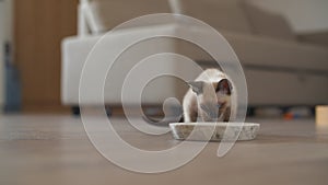 Pet care concept. Cute little kitten eating from a bowl