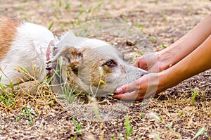 Pet care outbred dog head in female hands on the lawn photo