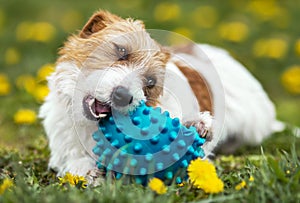 Pet care, playful happy dog puppy chewing a toy ball