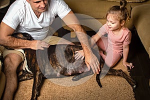 Pet care. Pregnant dog before childbirth in the family