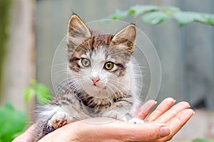 Pet care small kitten of tabby color sits in open female palms