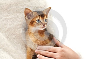 Pet care. Thoroughbred Abyssinian kitten.