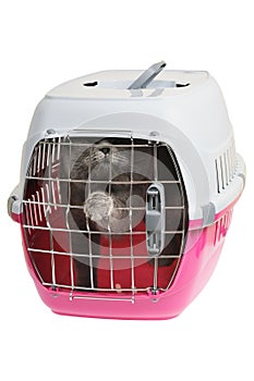 Pet carrier with cat