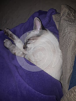 pet  cat  animal  love  swit