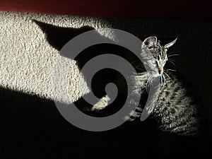 Pet cat casts a shadow