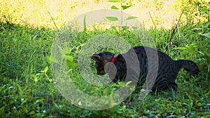 Pet cat catching a snake in the grasses