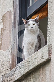 Pet Cat comfortably perched on the window sill, Savannah Georgia