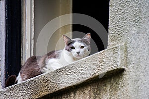 Pet Cat comfortably perched on the window sill, Savannah Georgia photo