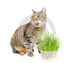 The pet cat eating fresh grass