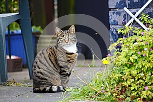 Pet cat in garden