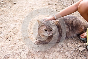 Pet cat on the ground with stroking  head cat by asian girl hand touching gentle