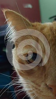 pet cat half face
