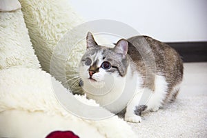 A pet cat hides in a shelter. Curious Cat