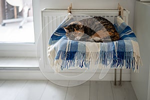 Pet cat lying on shelf on soft plaid next to warm radiator in modern cozy apartment