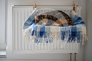 Pet cat lying on shelf on soft plaid next to warm radiator in modern cozy apartment