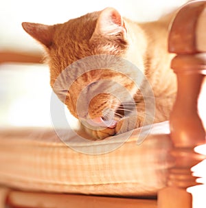 Pet, cat and paw for lick on chair with grooming, tongue and cleaning of fur on body in sun. Cute, ginger tabby and