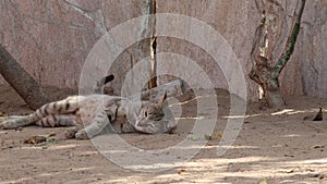 A pet cat plays in the soil and lying on the ground