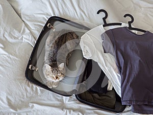 Pet cat ready to travel sleep in suitcase with baggage on bed