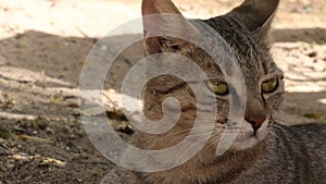 A pet cat resting under the shade of a tree on the courtyard of the house