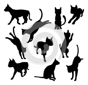 Pet cat silhouettes