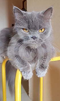 A pet cat sits on a yellow bench looking at the camera in an apartment.