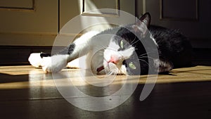 A pet cat sunbathing on the kitchen floor