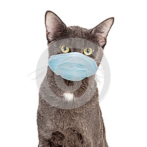Pet Cat Wearing Protective Surgical Face Mask