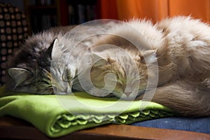 Pet. Cats are sleeping on a soft blanket.