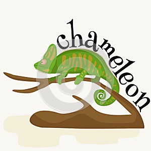 Pet chameleon for home, lizard and reptile isolated vector pictograms