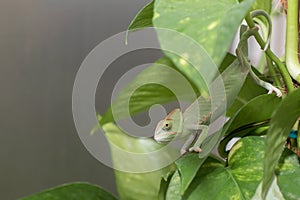 Pet Chameleon on plant