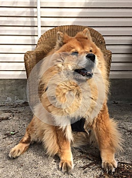 Pet Chow Chow Dog