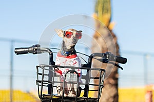 pet clothes, a dog in a T-shirt and sunglasses walks on a sunny day in a bicycle basket in summer