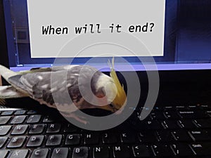Pet Cockatiel types message on Computer Screen`When Will It End?` - Corona Virus Pandemic