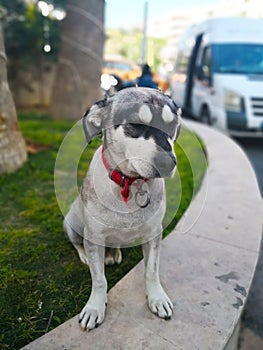 Pet concept. The black and white small dog, wearing a red collar. It is squinting and sitting on green grass to welcome tourists.