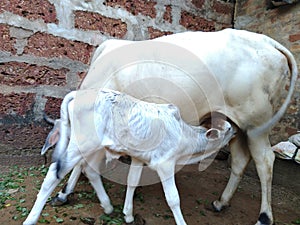 Pet Cows And Her Children . Cow . Cow Children Drink her Mother& x27;s Milks. Desi Cows.