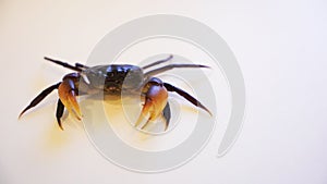 Pet Crab Australia on white background, going crabbing