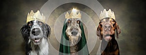 pet crown. three dogs celebrating the three wise men from the birth of christ. Isolated on plain background