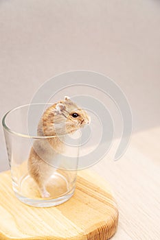 A pet a cute dwarf hamster climbed into a glass.