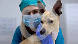 Pet doctor in gloves and mask hugging curious ill dog, infection treatment, care