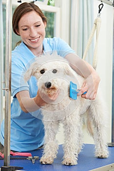 Pet Dog Being Professionally Groomed In Salon