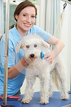 Pet Dog Being Professionally Groomed In Salon photo