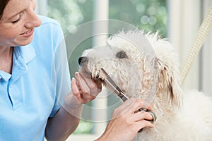Pet Dog Being Professionally Groomed In Salon