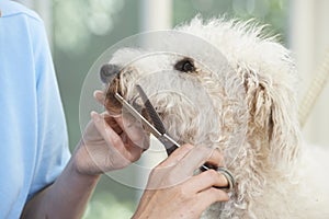 Pet Dog Being Professionally Groomed In Salon photo