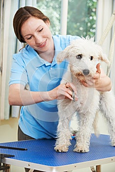 Pet Dog Being Professionally Groomed In Salon photo
