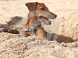 Pet dog breed the miniature Pinscher brown on a background of yellow sand on summer beach